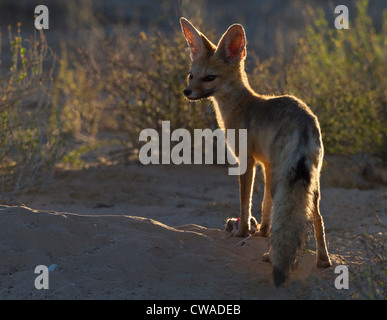 Cape Fox avec rat, Kgalagadi Transfrontier Park, Afrique Banque D'Images