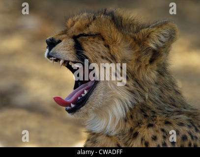 Cheetah cub bâillements, Kgalagadi Transfrontier Park, Afrique Banque D'Images