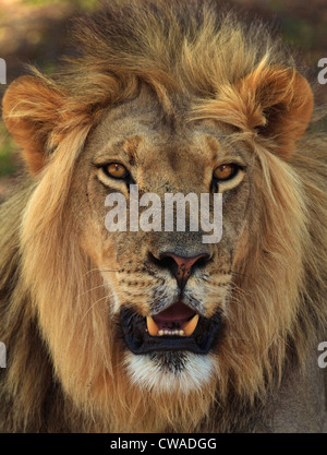 Lion portrait, Kgalagadi Transfrontier Park, Afrique Banque D'Images