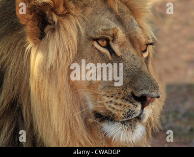 Lion portrait, Kgalagadi Transfrontier Park, Afrique Banque D'Images