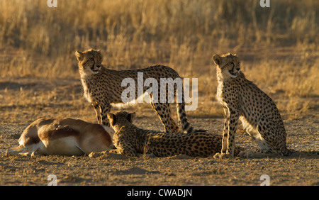 Les guépards veillant sur kill, Kgalagadi Transfrontier Park, Afrique Banque D'Images