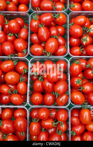 Petites tomates italiennes dans des conteneurs Banque D'Images