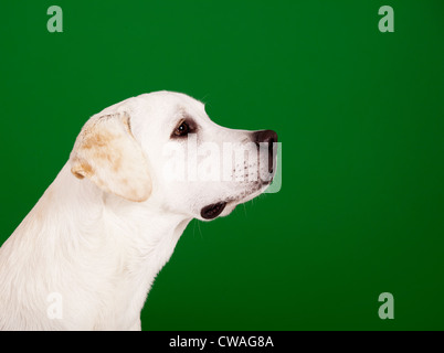 Beau chien de race labrador assis et isolées sur vert Banque D'Images