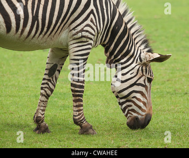 Zebra se nourrissant de l'herbe Banque D'Images