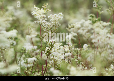 La reine-des-Prés ou mead millepertuis (Filipendula ulmaria) croissant dans de l'eau pré. Surrey, UK. Banque D'Images