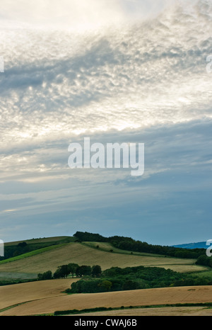 En regardant vers le sud sur Beacon Hill Downs avec un maquereaux ciel près de Treyford, West Sussex, Angleterre Banque D'Images