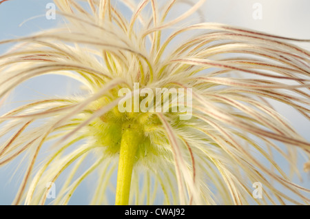 Clématite grimpante attrayante filandreux fluffy soft têtes de graine ténu la dispersion par le vent Banque D'Images