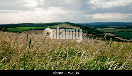 En regardant vers le sud sur Beacon Hill Downs avec une tête de graines de pissenlit et d'herbe sauvage près de Treyford, West Sussex, Angleterre Banque D'Images