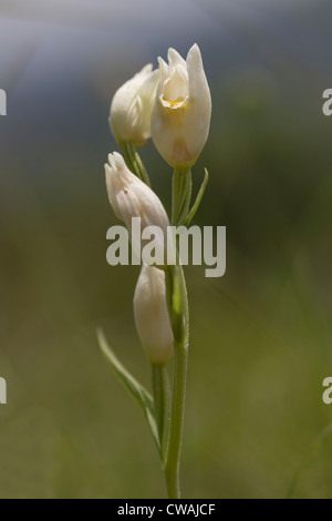 White helleborine (Cephalanthera damasonium). Surrey, UK. Banque D'Images