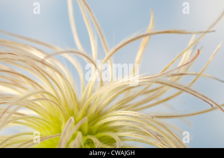 Clématite grimpante attrayante filandreux fluffy soft têtes de graine ténu la dispersion par le vent Banque D'Images