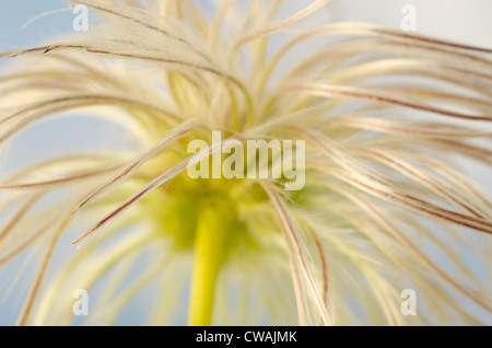 Clématite grimpante attrayante filandreux fluffy soft têtes de graine ténu la dispersion par le vent Banque D'Images