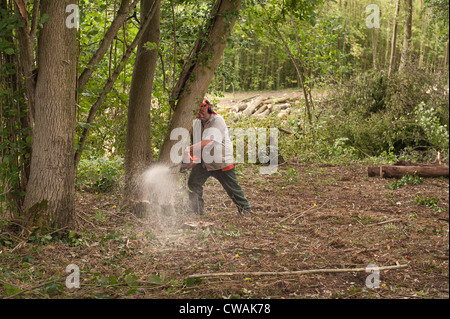 Commission des forêts d'arbres forestiers non gérés Gestion de bûcheron a beaucoup d'arbres matures dangereuses split renverser dans le vent Banque D'Images