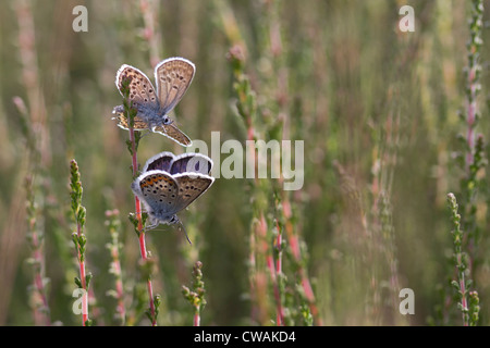 Silver cloutés papillons bleu (Plebeius argus) sur la bruyère. Surrey, UK. Banque D'Images