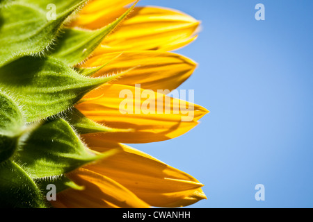 Tournesol, Westerville, Ohio. Banque D'Images