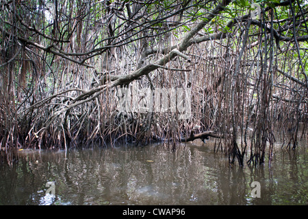 Groupe dense d'arbres de mangrove se reflètent dans un marais. Banque D'Images