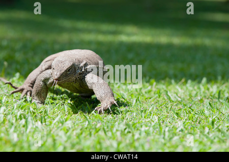 Varanus sauvages dans chase d'une proie. L'accent sur le varanus yeux. Banque D'Images