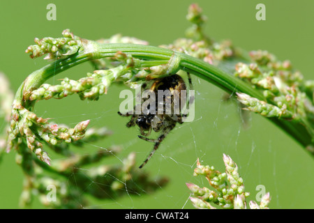 Jardin araignée européenne (Araneus diadematus) Banque D'Images