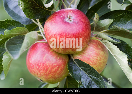 Malus domestica 'Nuvar Freckles'. De plus en plus de pommes dans un verger. Banque D'Images