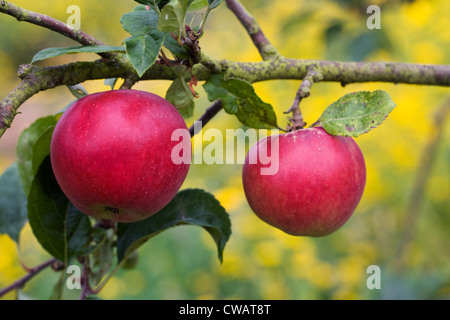 Malus domestica 'Red Devil'. De plus en plus de pommes dans un verger. Banque D'Images