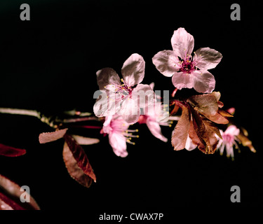 Fleurs rose pourpre-prune feuilles Prunus cerasifera nigra sur fond noir Banque D'Images