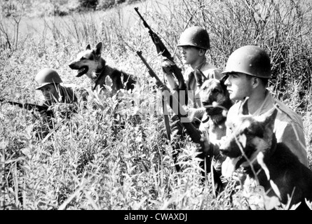 Guerre de Corée : des soldats avec des chiens à partir de la 26ème Infantry Platoon chien Scout, la Corée, 06-26-51.. Avec la permission de la CSU : Archives / Everett Banque D'Images