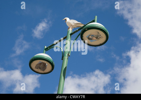 Une mouette était assis sur un réverbère à Paignton, Devon. Banque D'Images