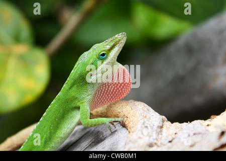 California Green Anole Lizard avec fanon Banque D'Images