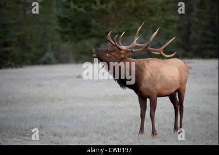 Les wapitis Brames - Cervus elaphus - Rocheuses du Nord Banque D'Images