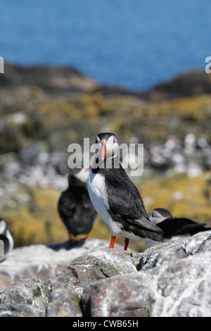 Macareux moine, Fratercula arctica Macareux moine, Commun, surnommé clown de l'océan ou sur la mer. un perroquet oiseau marin de la famille pingouin Banque D'Images