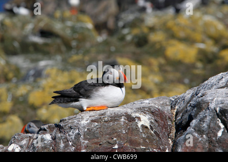 Macareux moine, Fratercula arctica Macareux moine, Commun, surnommé clown de l'océan ou sur la mer. un perroquet oiseau marin de la famille pingouin Banque D'Images