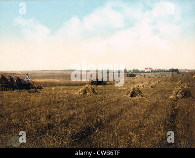 Le Dakota du Sud moisson. photochrom, 1898 Banque D'Images