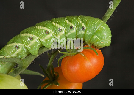 Le sphinx de la tomate, Caterpillar du sphynx à cinq points (Manduca quinquemaculata) Banque D'Images