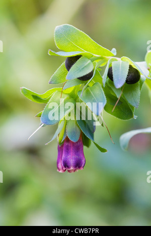 Cerinthe major 'Purpurascens' poussant dans le jardin. Honeywort fleur. Banque D'Images