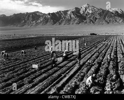 La Seconde Guerre mondiale, vue d'ensemble de Manzanar Relocation Center, montrant des ouvriers agricoles dans les champs, Mt. Williamson en arrière-plan. Banque D'Images