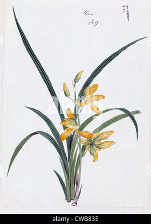 Dessin à l'encre de couleur représentant orchid (éventuellement un gin-ran) avec des fleurs jaunes et crosses vertes, 1870 Banque D'Images