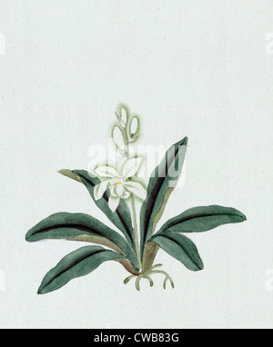 Dessin à l'encre de couleur représentant orchid (éventuellement un gin-ran) avec des fleurs blanches avec de longues feuilles vertes, 1870 Banque D'Images