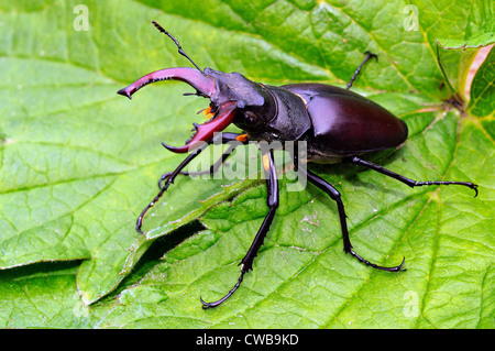 Close up of British stag beetle sur feuille verte Banque D'Images