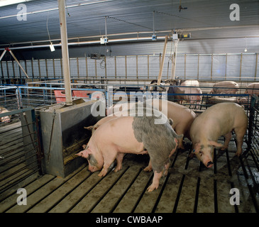 Les porcs de marché dans une installation moderne / NEW YORK Banque D'Images