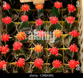 Cactus à vendre , fleurs et des plantes de Chatuchak Market : Le marché des producteurs de fleurs à Bangkok, Thaïlande Banque D'Images