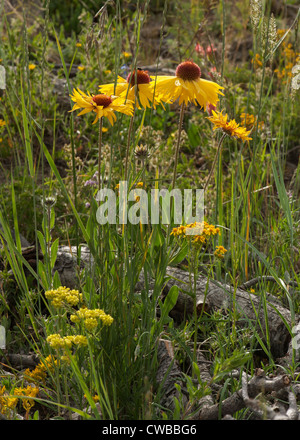 Blanketflowers (Gaillardia aristata) et d'autres fleurs sauvages jaune vif dans une prairie de montagne du Colorado. Banque D'Images