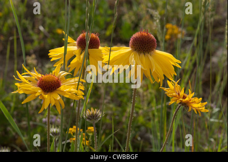 Blanketflowers (Gaillardia aristata) dans une prairie de montagne du Colorado. Banque D'Images