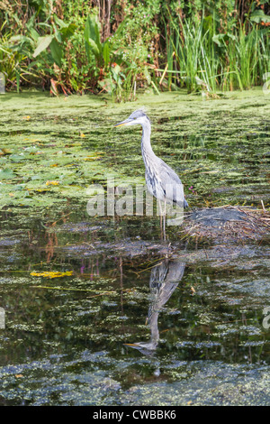 Héron cendré (Ardea cinerea) au Wildfowl & Wetlands Trust, Barnes, Londres, Angleterre, Royaume-Uni Banque D'Images