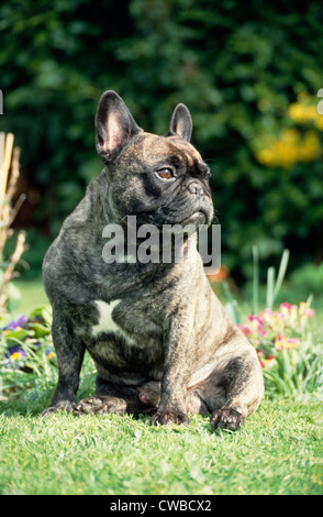 Bouledogue français / Irlande Banque D'Images