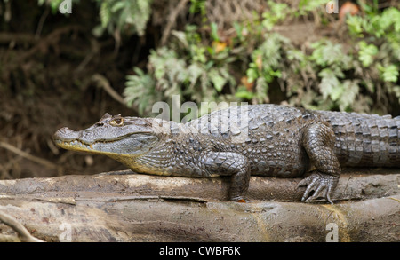 Crocodile (Crocodylus acutus) Bain de soleil sur la rivière Sarapiqui, journal à côté de Puerto Viejo de Sarapiquí, Heredia, Costa Rica Banque D'Images