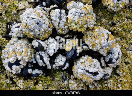 Moules sur une roche, couverte de balanes Banque D'Images