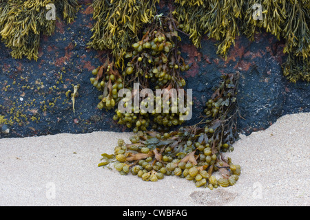 Algues (Bladderrack et canalisées rack), poussant sur un rocher sur la plage Banque D'Images