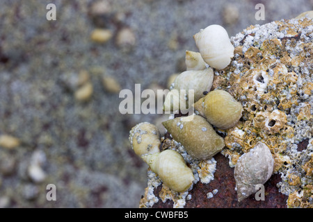 Les coquillages sur une roche, couverte de balanes Banque D'Images