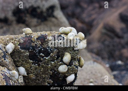 Les coquillages sur une roche, couverte de balanes Banque D'Images