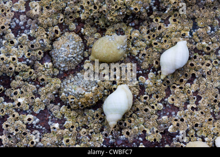 Les coquillages sur une roche, couverte de balanes Banque D'Images