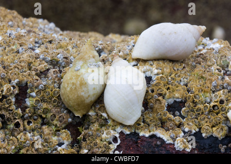 Trois coquillages sur une roche, couverte de balanes Banque D'Images